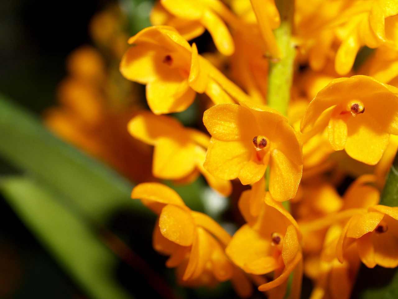 Carqueja